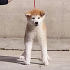 纯种日系秋田犬 忠诚是我本性 专业繁殖纯种秋田犬