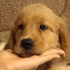 西宁出售金毛导盲犬忠诚可爱温顺热情伴侣犬