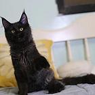 哪里有缅因猫卖的 俄系缅因猫多少钱 健康好养活的