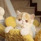 本地哪里有卖加菲猫的 加菲怎么护理 加菲好养吗