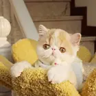 哪里有纯种加菲猫 加菲猫好养吗 养加菲猫需要注意什么