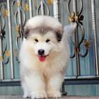 益阳哪有卖阿拉斯加犬的 品相好骨骼壮毛量足 包纯种健康