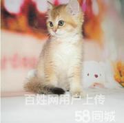 浙江嘉兴双血统英短金渐层一般多少钱一只