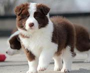 济源边牧犬舍基地常年出售纯种边牧双血边牧幼犬