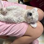 自家小狗生的泰迪熊