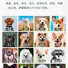 宜昌大型犬舍出售马尔济斯 品种齐全支持本地上门全国发货