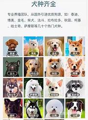 莱芜靠谱犬舍售卖法牛 品种齐全全国发货