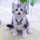 蓝猫标斑起司蓝白渐层哪里有 图片价格 多少钱一只