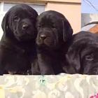 本地犬舍出售拉布拉多幼犬 签协议质保3个月健康