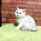 玉溪哪里有卖纯种银渐层的猫场基地，本地银渐层价格