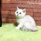 邢台附近哪里有银渐层卖◆猫场常年卖纯种银渐层
