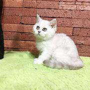 温州哪儿有卖银渐层的宠物店，宠物店本地地址