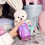 出售哈多利博美犬，纯白正宗博美犬等你带回家