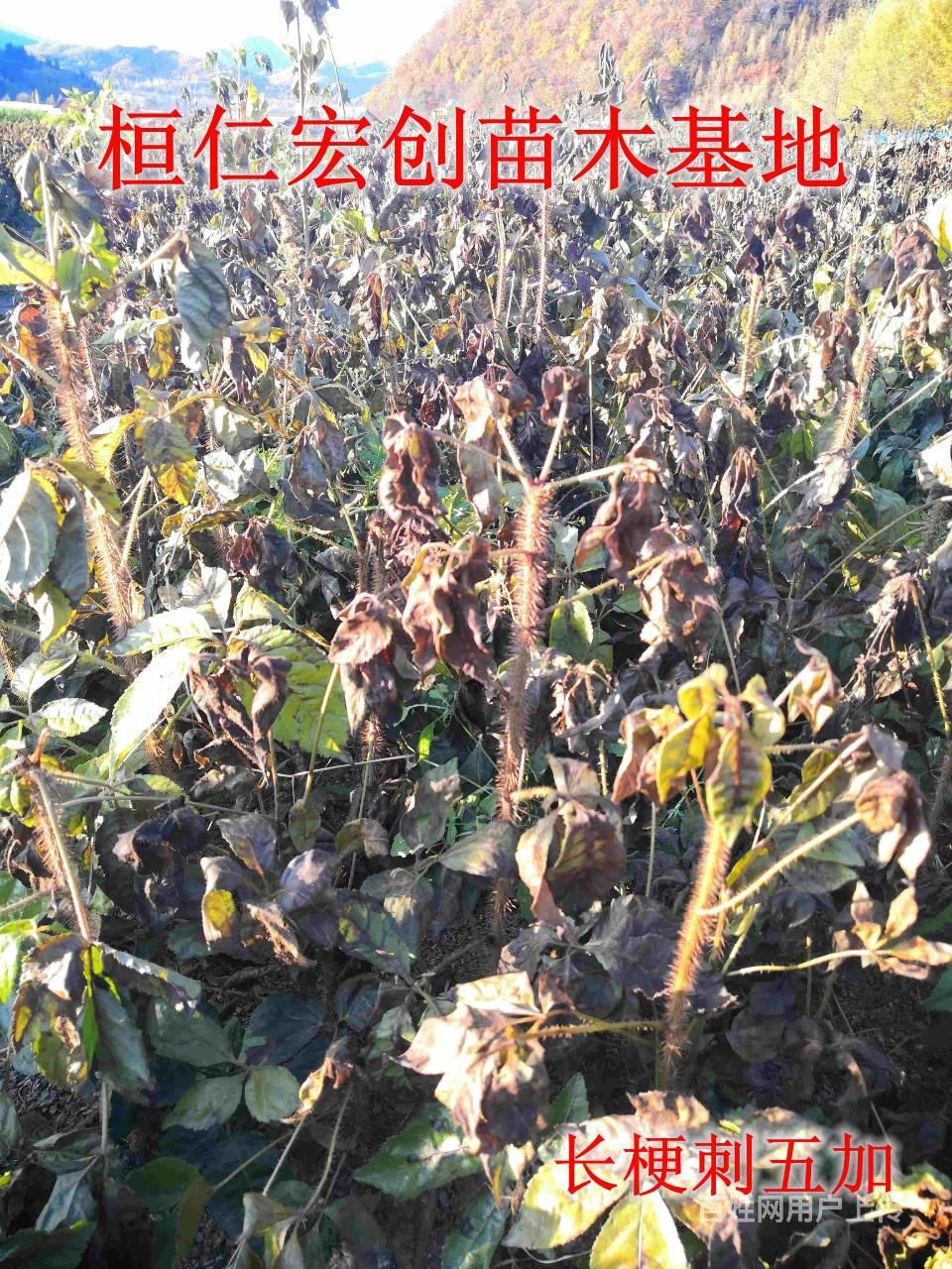 长梗刺五加苗价格,长梗刺五加基地