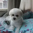 出售健康聪明比熊幼犬待售 不忽悠的品质