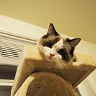 曲靖（出售）布偶猫哪里买 猫场出售纯种布偶猫
