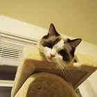 邢台布偶猫养殖户◆布偶猫多少钱一个
