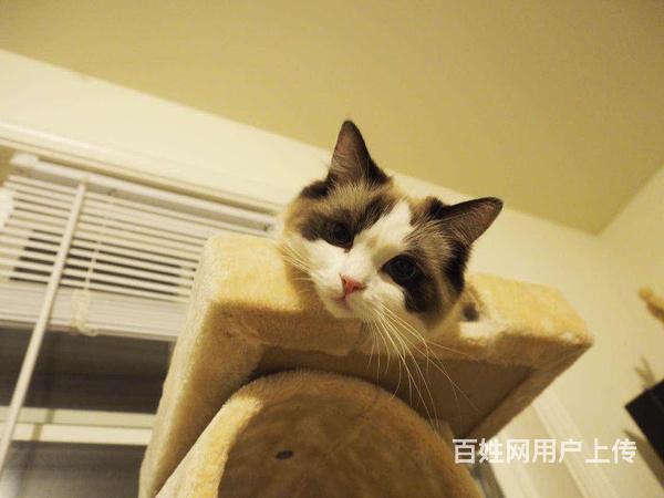 渭南哪里有卖纯种布偶猫的猫场基地，本地布偶猫价格的图片