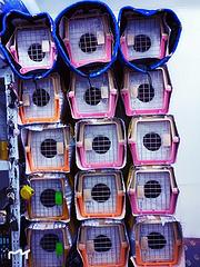 扶沟宠物托运{猫狗}活体物流快递全国连锁今日/热点2022信
