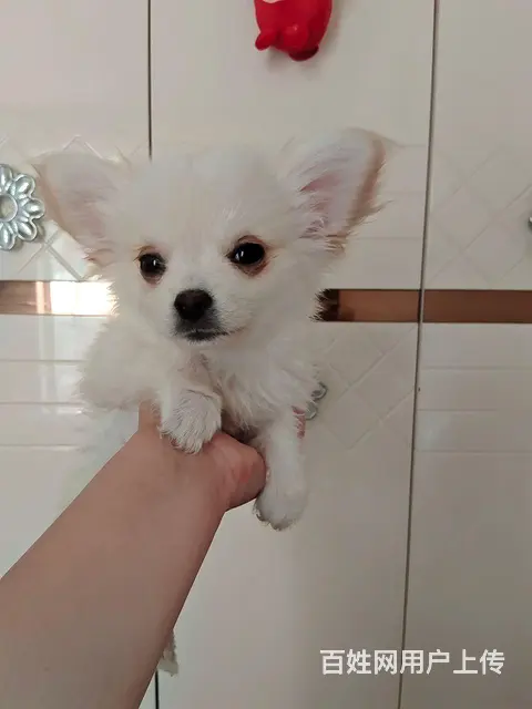 给狗狗找个家的图片