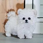 黄冈比熊繁殖场 比熊犬舍联系方式