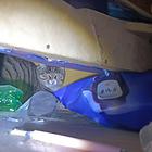 郑州州找猫团队找猫团队怎么收费找猫团队电话