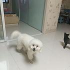 宠物狗