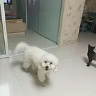 宠物狗