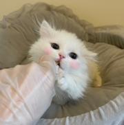 哪里有卖拿破仑的多少钱 矮脚猫长毛猫包纯种健康