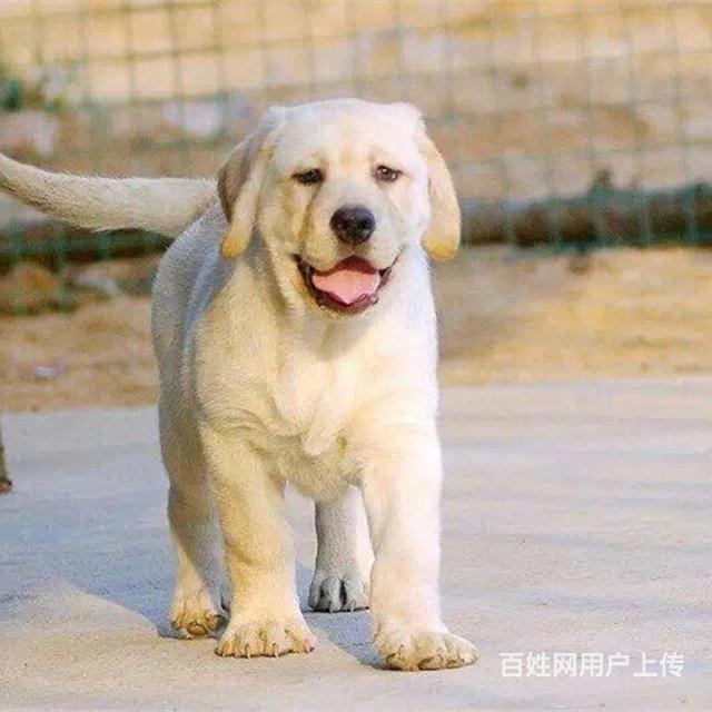 通辽去哪里买拉布拉多靠谱一点 买拉布拉多的靠谱途径的图片