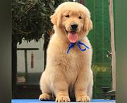 青岛哪里有卖金毛犬，金毛犬市场价格