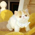 哪里有纯种加菲猫 加菲猫好养吗 养加菲猫需要注意什么