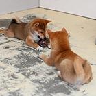 塔城哪里有高品质纯种柴犬幼犬出售 自家犬舍繁育 购