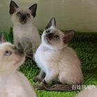 咸阳海豹暹罗猫价格多少
