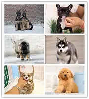 白山哪家狗场的比较好