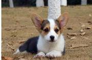 唐山柯基怎么卖 纯种柯基犬 柯基犬价格 柯基犬幼犬