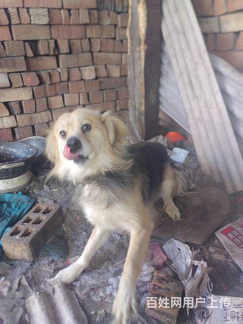 吉售犬只的图片