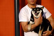 通化在哪里买柴犬靠谱,纯种柴犬幼犬多少钱一只