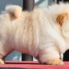 资阳松狮犬价格肉嘴松狮高品质松狮犬签保障协议