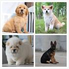 咸宁犬舍地址买狗靠谱的基地基地