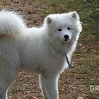 荆州【同城】萨摩耶幼犬价格萨摩耶幼犬价格