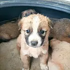狗狗