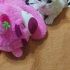 可爱德文卷毛小猫，三个月不到，活泼健康的小家伙哦！