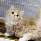 湖南湘潭蓝白矮脚幼猫哪里买