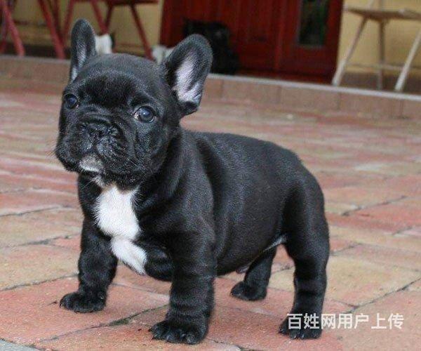 纯种赛级斗牛犬 法牛犬 法斗犬出售 法牛犬价格
