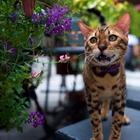 哪里有孟加拉豹猫卖的  孟加拉豹猫买卖