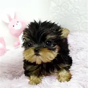 周口【十年老店】常年繁殖优质血统约克夏幼犬