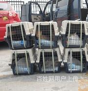 宁波宠物托运一狗狗托运全国连锁