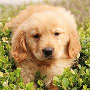 嘉兴卖金毛的犬舍，犬舍金毛一般价位