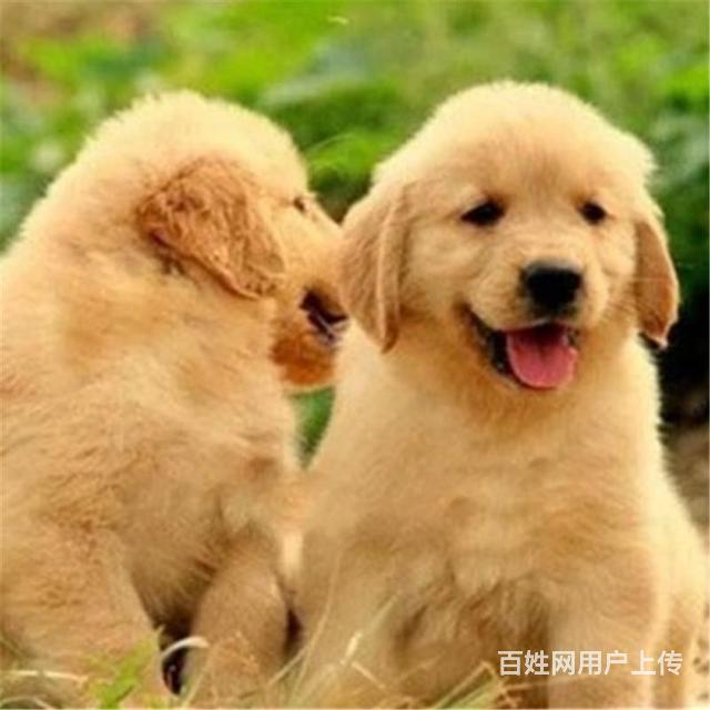 鹤岗附近金毛狗哪有卖的，可以上门去看的的图片